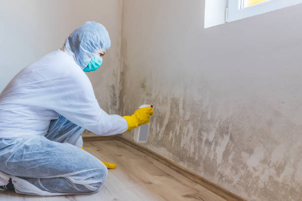 Licensed Mold Remediation service in Troy, IL - 24 Hour Mold Removal