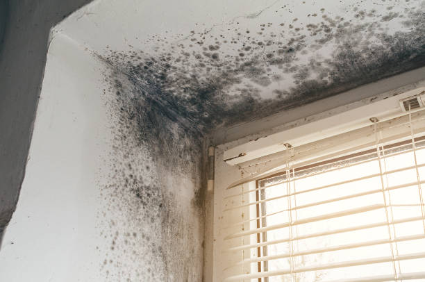 Affordable Mold Remediation solutions in Troy, IL