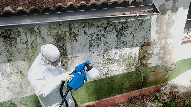 Top rated local Mold Remediation specialists in Troy, IL